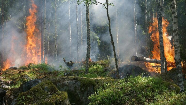 Das Bild zeigt einen Waldbrand in einem dichten Wald. Hohe Flammen sind zwischen den Bäumen, die von Rauch eingehüllt werden.