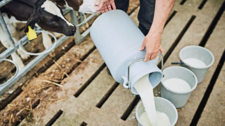 Rohmilch, Nährstoffbombe oder Gesundheitsrisiko