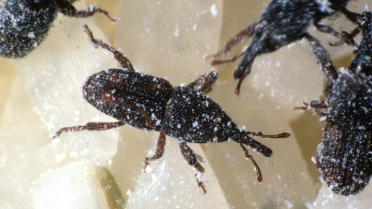 Krabbelnde Kost: Wie Insekten heimlich unser Essen bereichern