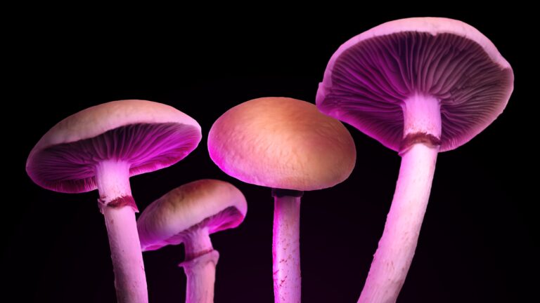 Magic Mushrooms in Lila