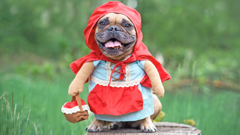 Weißer Hund mit rotem Pullover