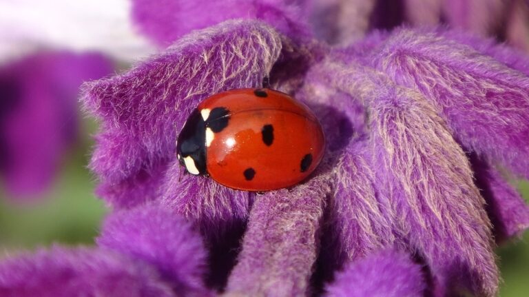 Statt leuchtendem Orange: Warum Marienkäfer blasser werden