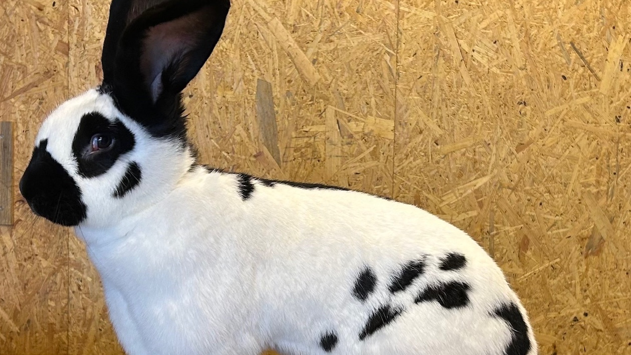 Prächtiges Zuchtkaninchen vor hellem Holzhintergrund