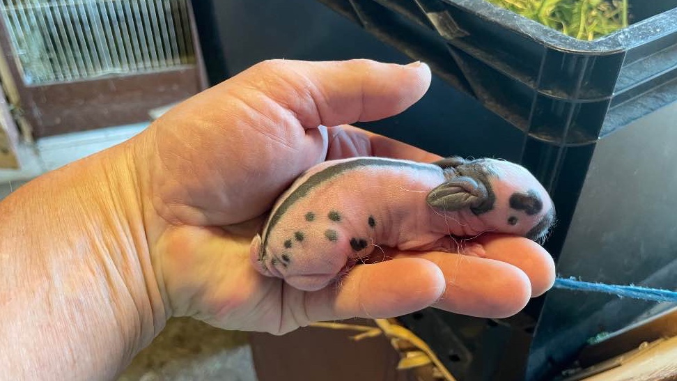 Eine Hand hält ein neugeborenes rosiges Kaninchenbaby mit durchscheinendem Fell und dunklen Flecken. Im Hintergrund ist ein Behälter mit frischem Gras zu sehen.