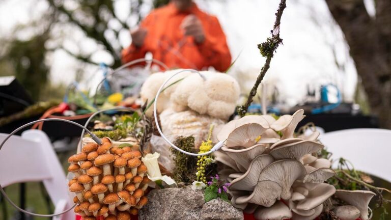 Pilze mit einem Synthesizer verknüpft