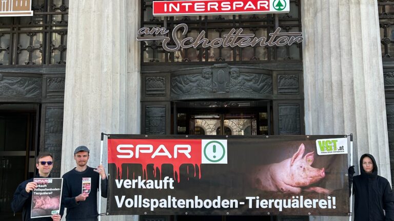 Der Verein gegen Tierfabriken protestiert vor Spar in Wien gegen Tierquälerei in der Schweinehaltung.